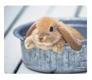 Rabbit - Podloga za miševe